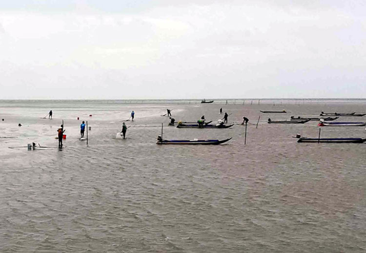 khai-thac-ngheu-giong-anh-ST