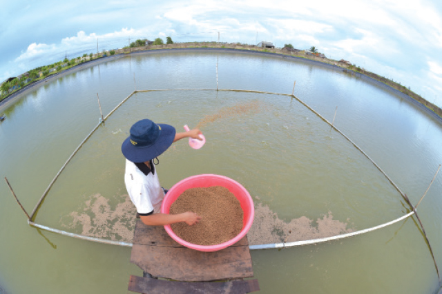 ky-thuat-nuoi-ca-dua-4