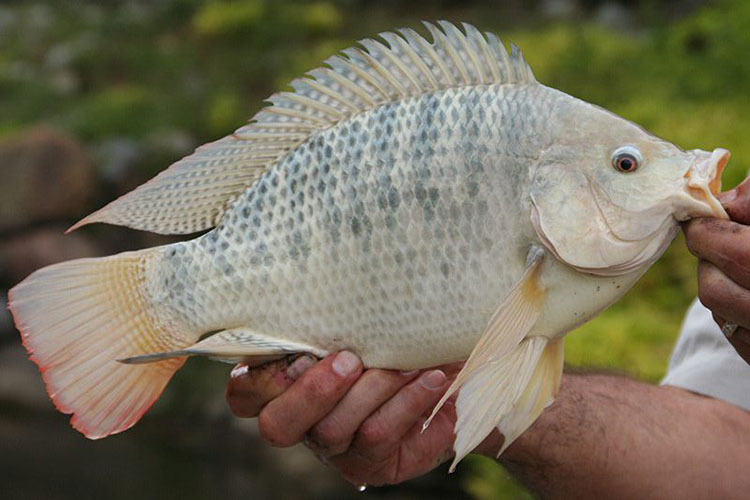 Tilapia-credit-Bob-Lusk