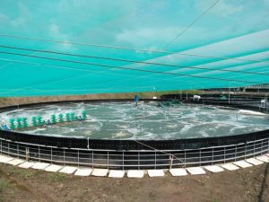 kỹ thuật nuôi tôm bể nổi, ky thuat nuoi tom be noi, kỹ thuật nuôi tôm trong bể nổi, ky thuat nuoi tom trong be noi