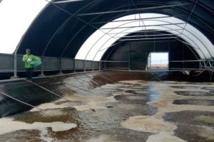 Nuôi tôm thẻ trong nhà bạt vụ đông, nuoi tom the trong nha bat vu dong, nuôi tôm thẻ mùa đông, nuoi tom the mua dong, nuoi tom the nha bac vu dong, nuôi tôm thẻ nhà bạc vụ đông