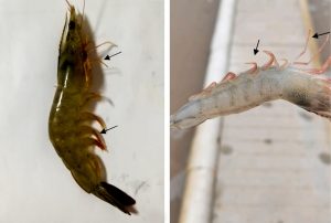 benh do chan tren tom the, bệnh đỏ chân trên tôm thẻ, bệnh đỏ chân tôm thẻ, benh do chan tom the, Bẹnh đỏ chân trên tôm thẻ