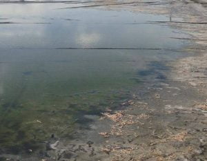 Sai lầm trong nuôi tôm thẻ chân trắng, sai lam trong nuoi tom the chan trang, sai lầm kỹ thuật trong nuôi tôm thẻ chân trắng, sai lam ky thuat trong nuoi tom the chan trang