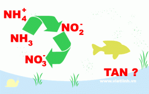 chi so tan trong moi truong nuoc nuoi tom, chi so tan trong ao nuoi tom