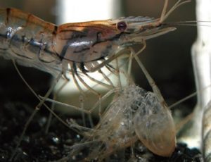 Phòng và trị bệnh do vi khuẩn dạng sợi gây ra trên tôm, phong va tri benh do vi khuan dang soi gay ra tren tom, phong va tri benh do vi khuan dang soi tren tom, phòng và trị bệnh do vi khuẩn dạng dợi trên tôm