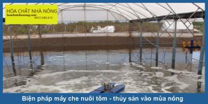 bien-phap-may-che-nuoi-tom-thuy-san-vao-mua-nang-nong