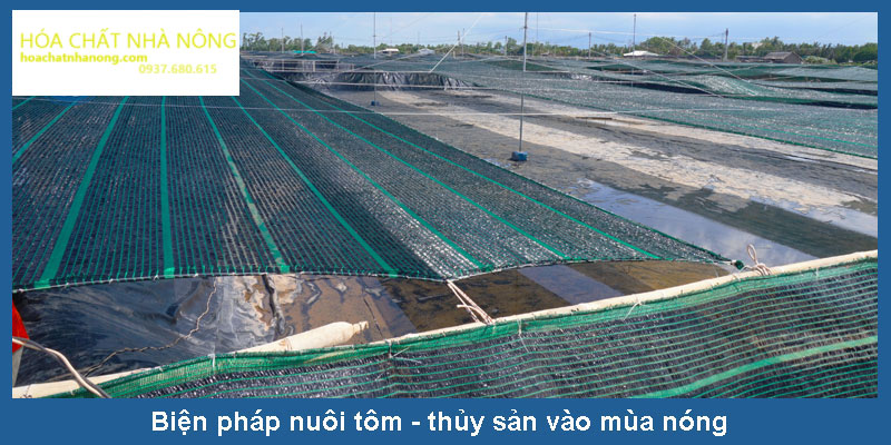 bien-phap-nuoi-tom-thuy-san-vao-mua-nong