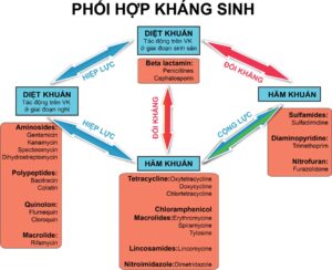so-do-phoi-hop-khang-sinh