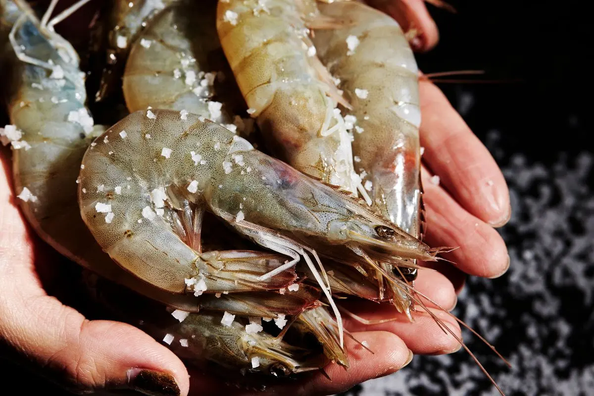 tom-the_11_1692516115