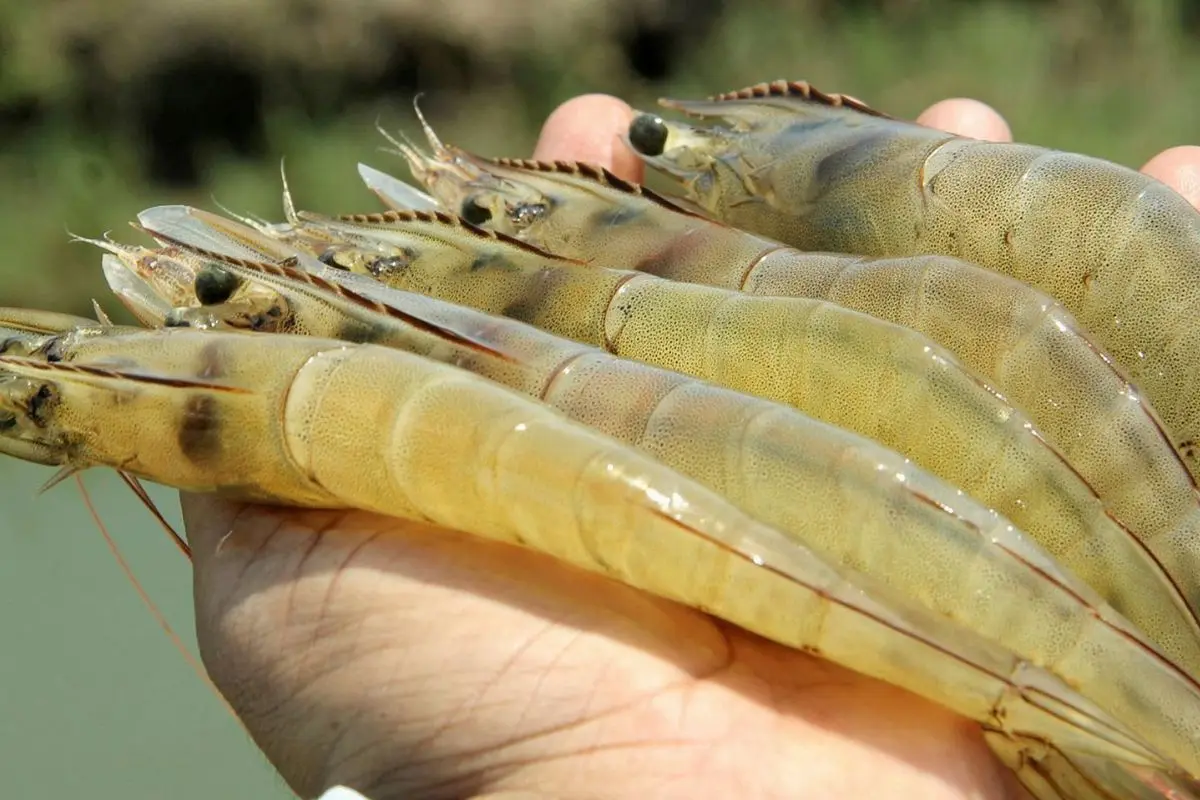 tom-the_19_1693380111