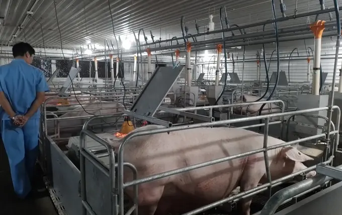 1932-1917-chan-nuoi-17-101905_226-145648