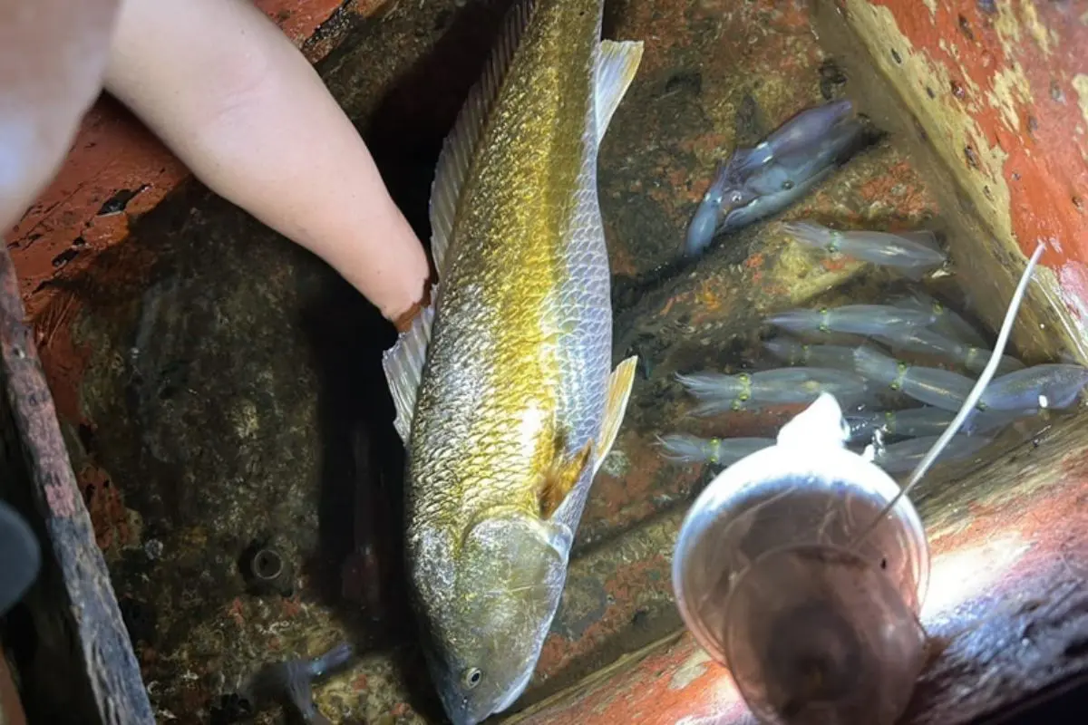 ca-su-vang_1693903940