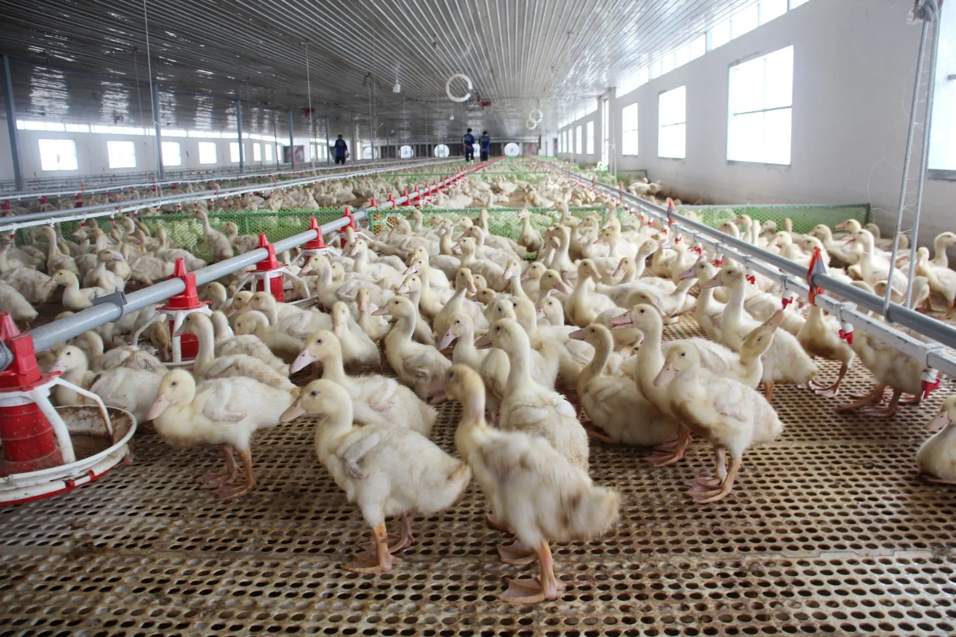 lan-dau-ra-mat-cong-nghe-phat-hien-virus-tembusu-tren-vit-125621_114