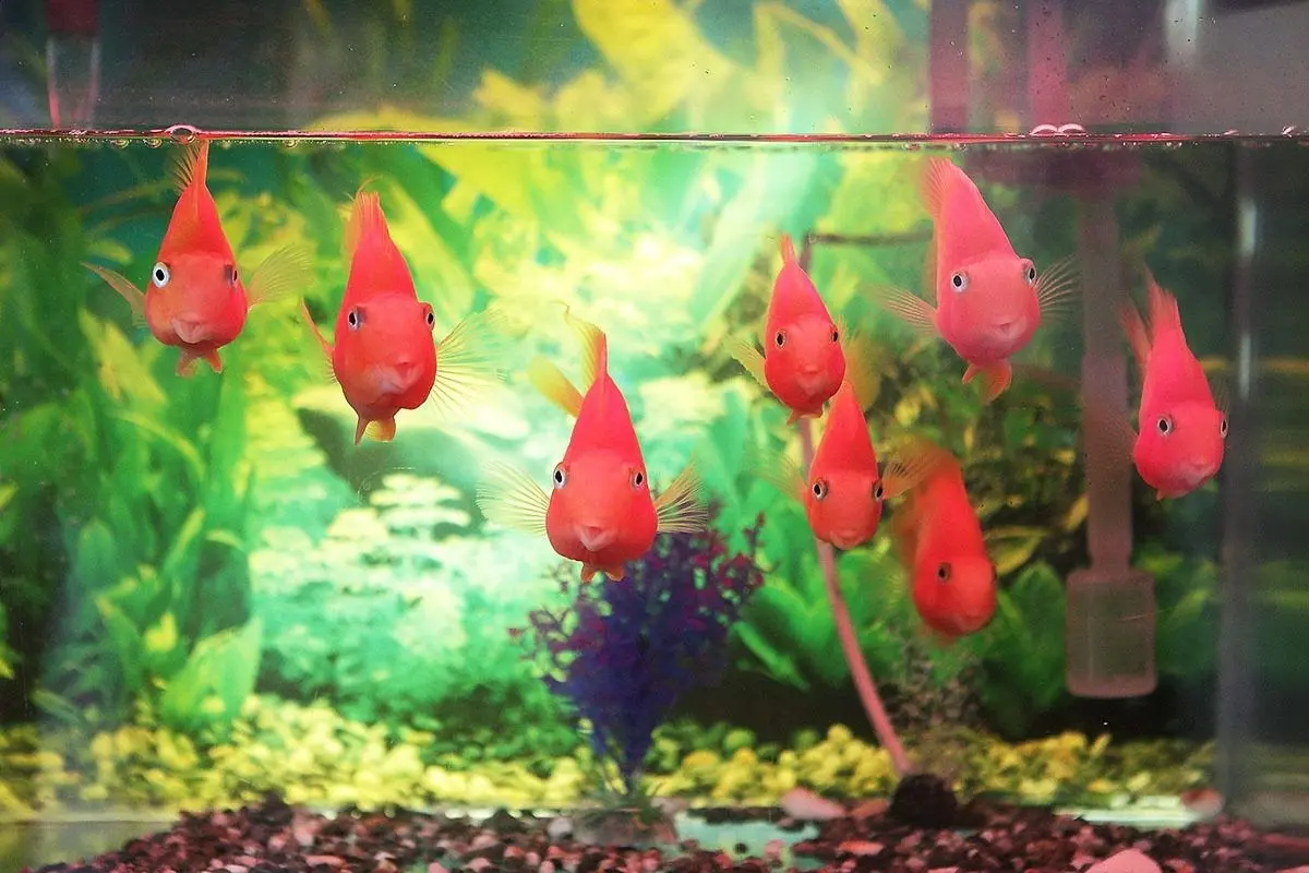 Ca_canh_2_1698724715-1