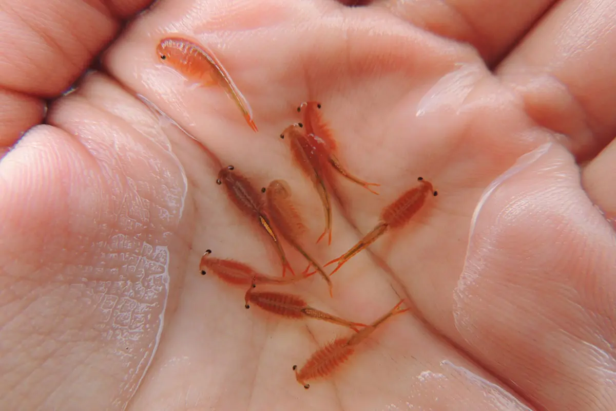 artemia_1697019151