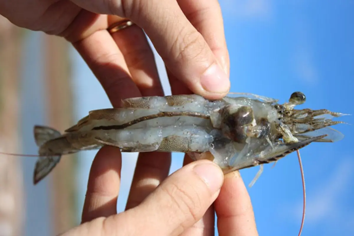 benh-tom-the_1698721756