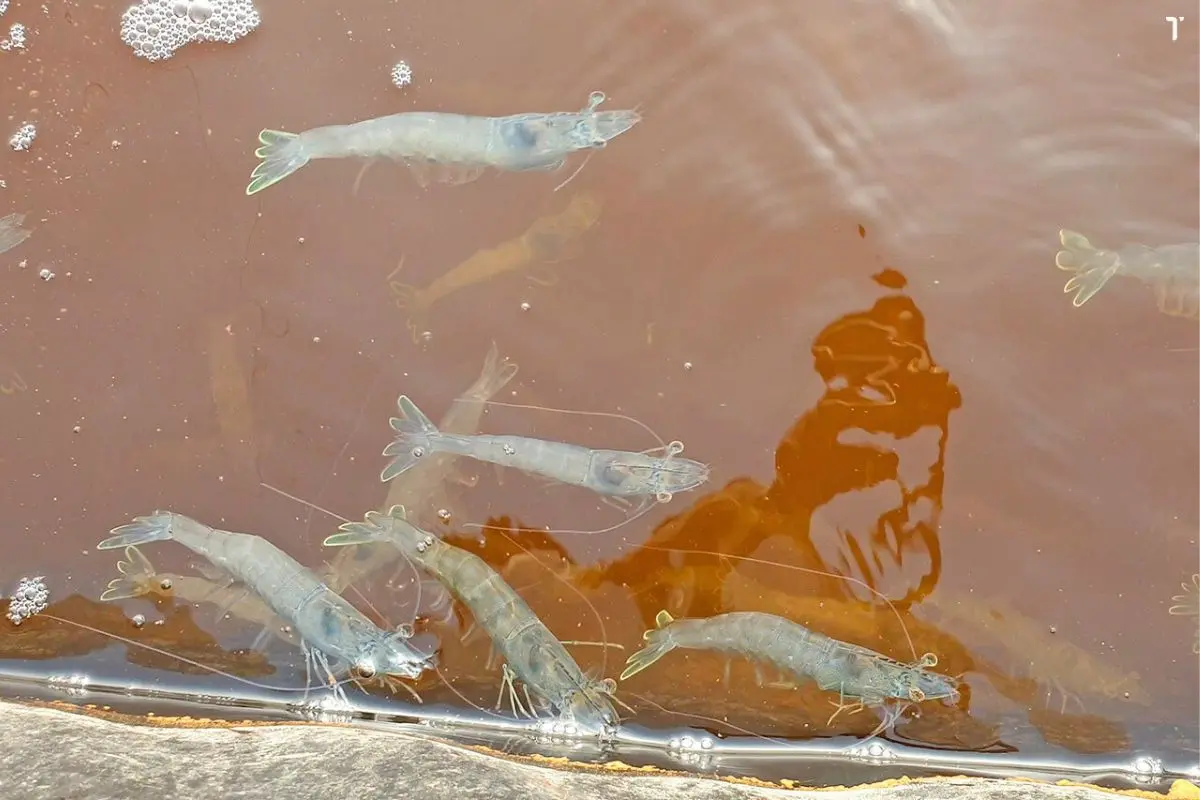 tom-the_53_1698727849