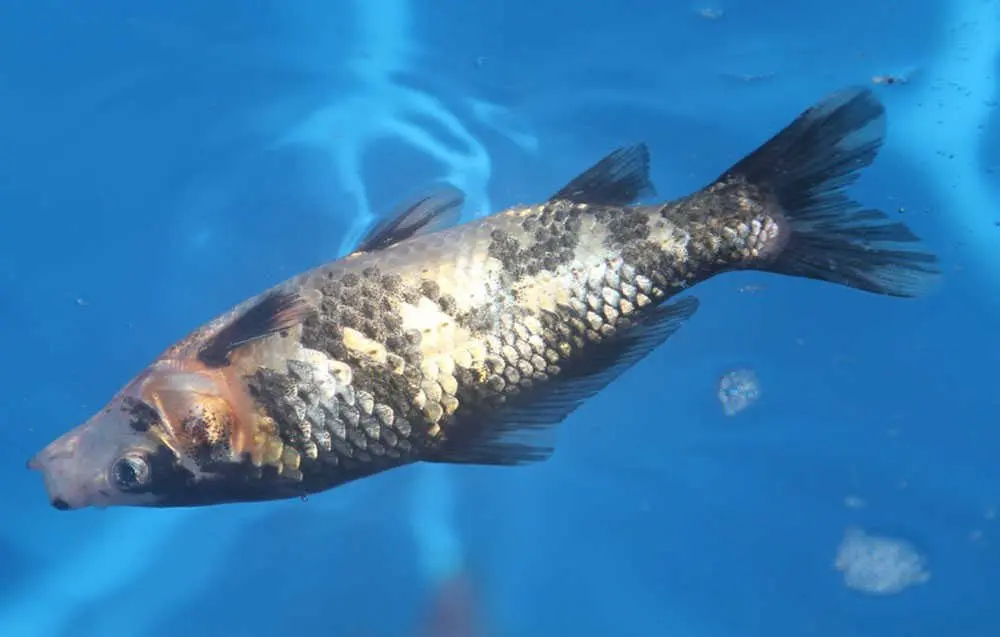 cach-lam-ch-ca-chet-gia-1_1700537943