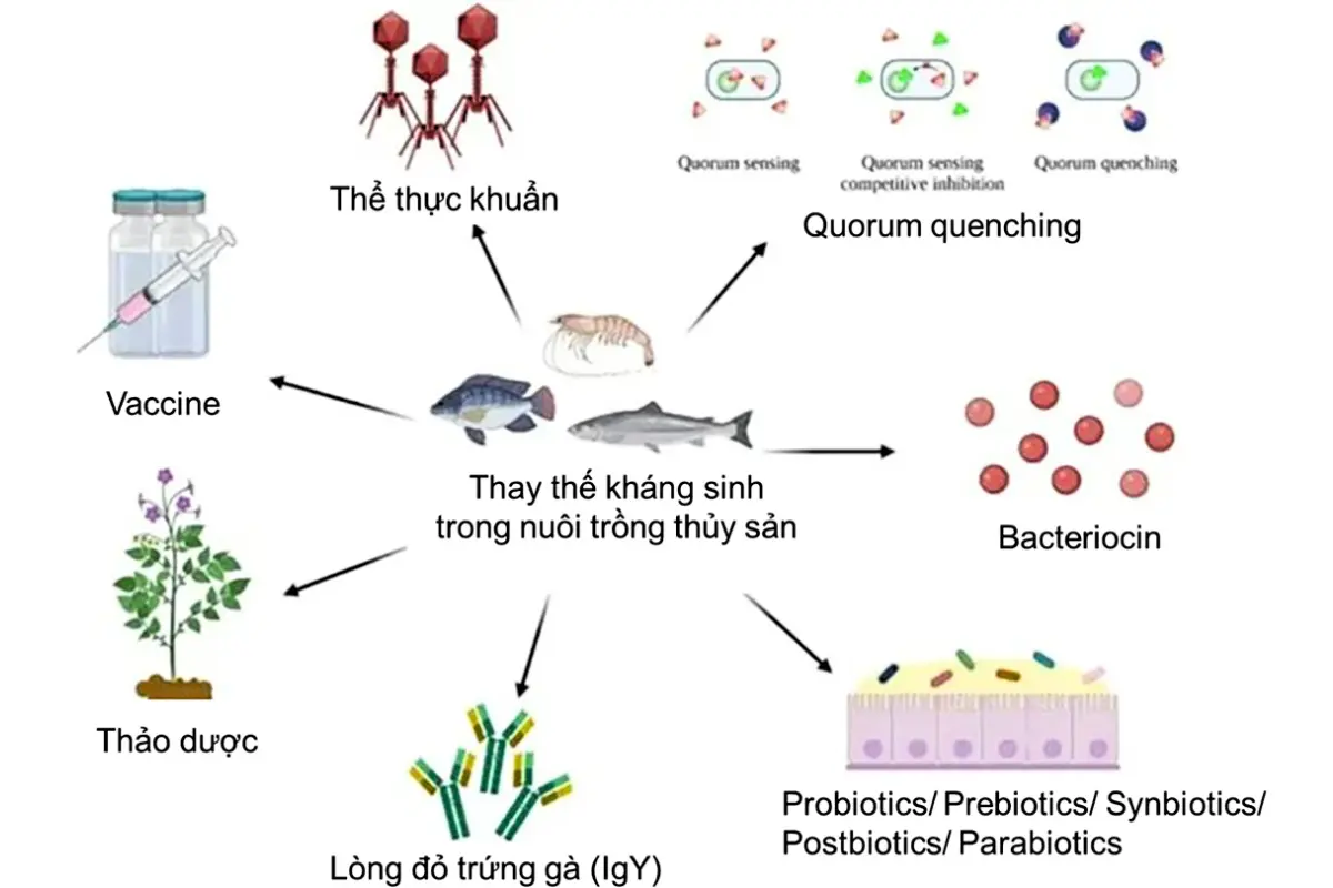 nguyen_lieu_1699330573