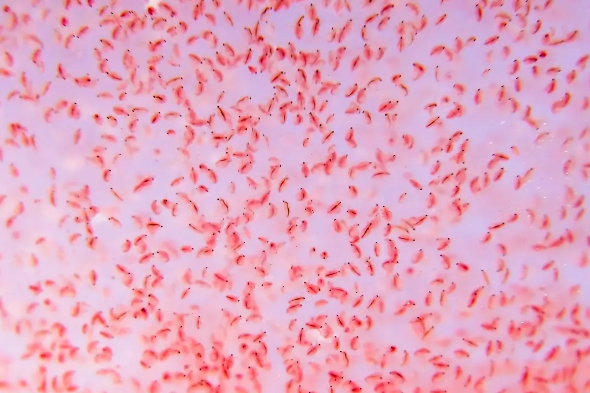 nuoi_bobo_1699847572