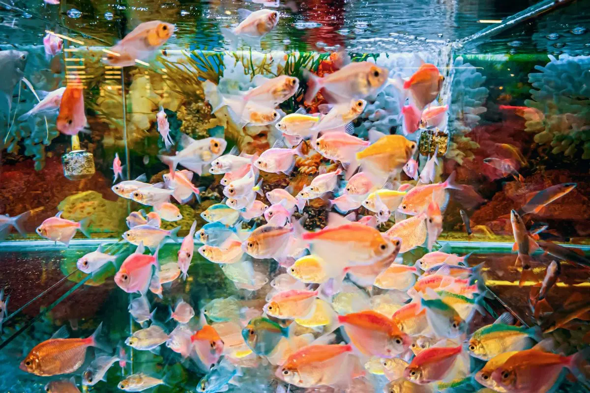 nuoi_ca_canh_3_1699859150