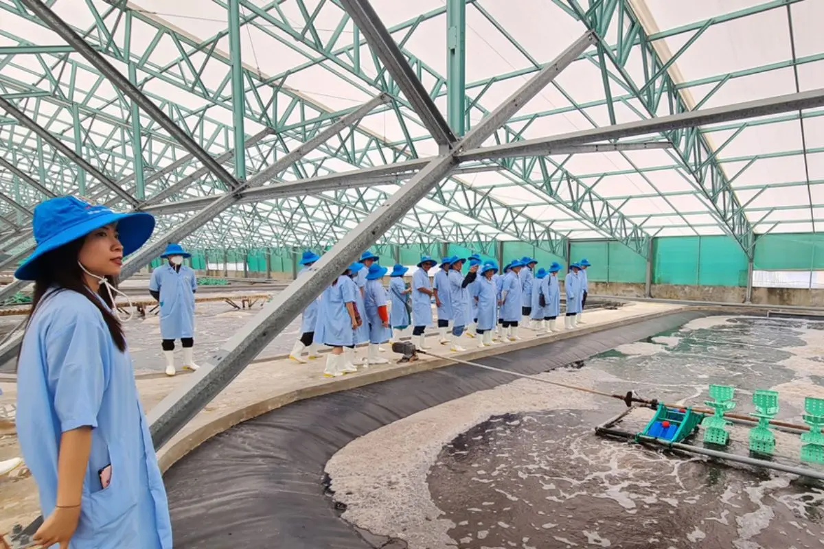 nuoi_tom_cong_nghe_cao_1701329051