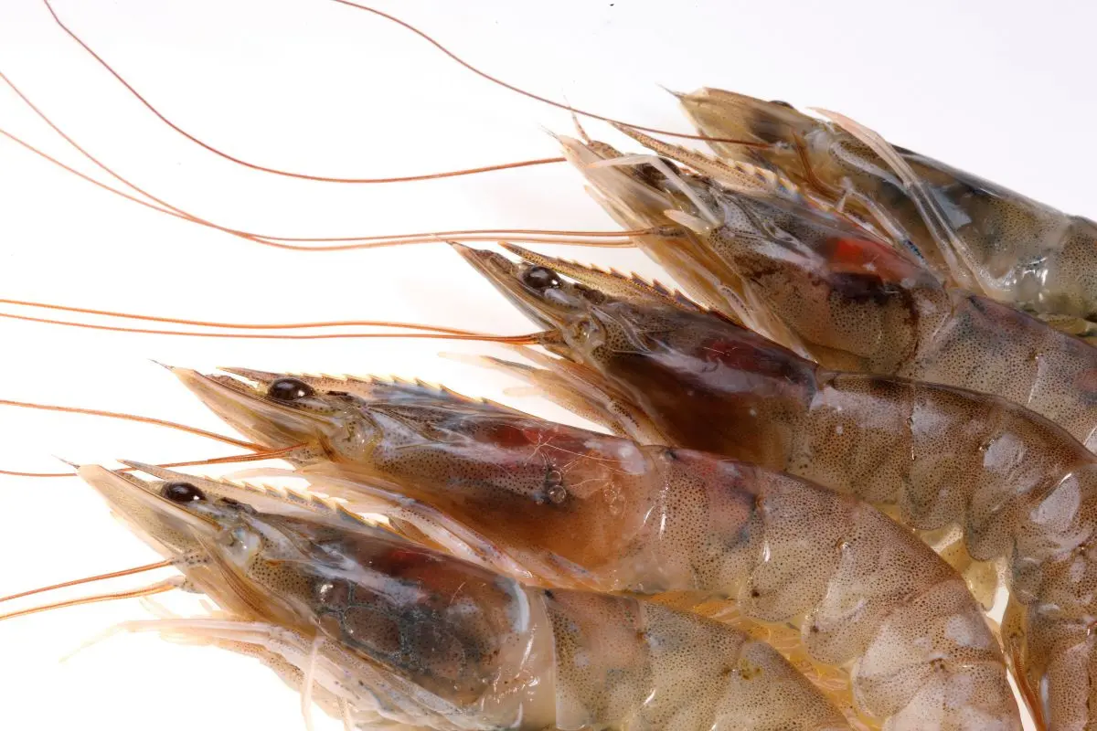 tom-the_55_1699265081