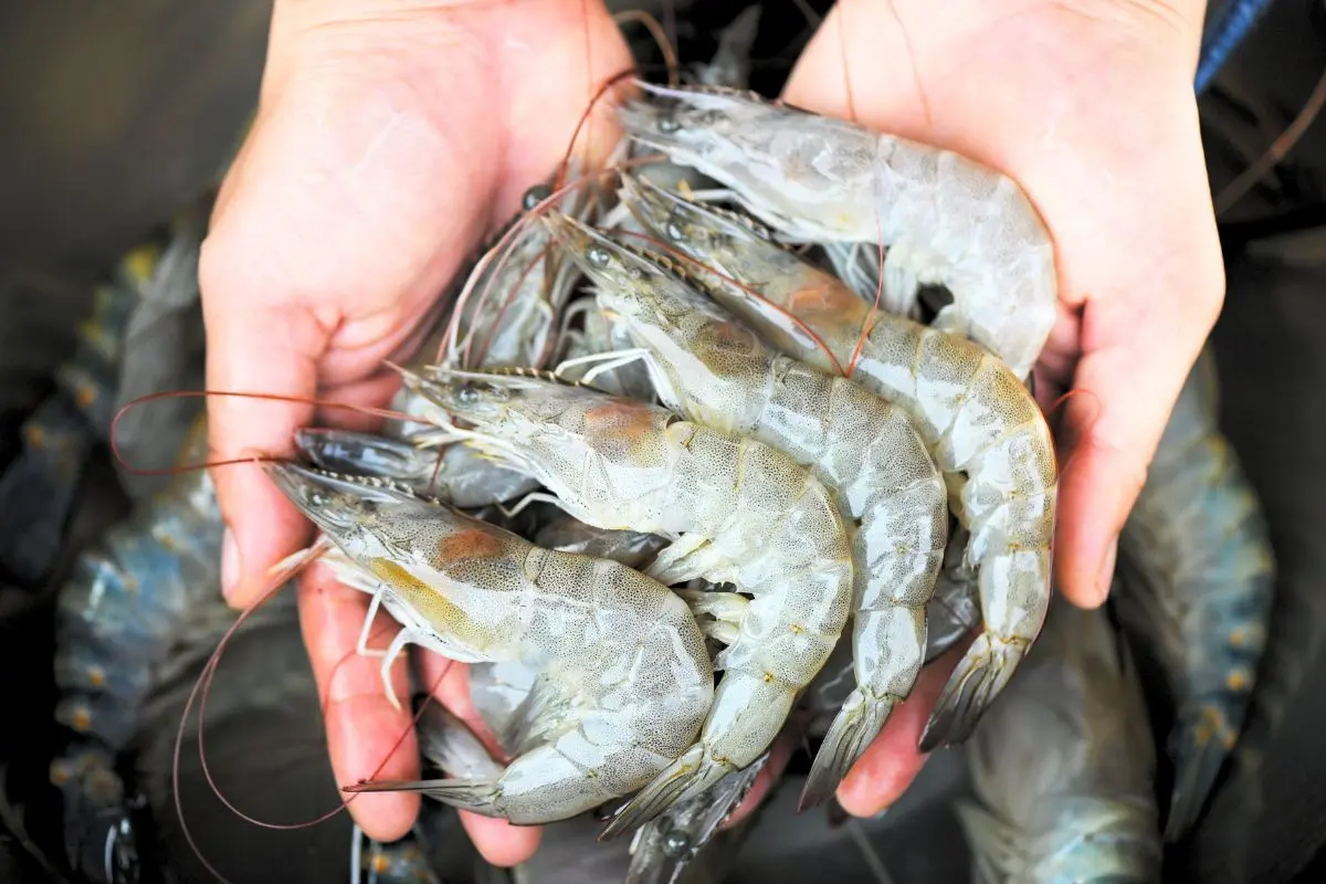 tom_the_2_1700537495