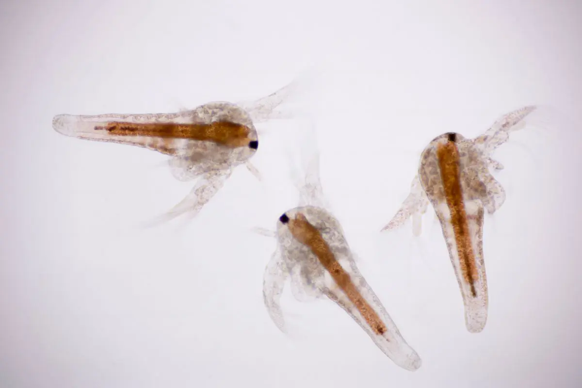 Artemia_franciscana__1701836293