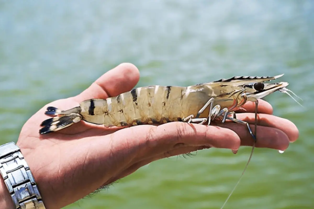 Tom_bo_me_1701921393