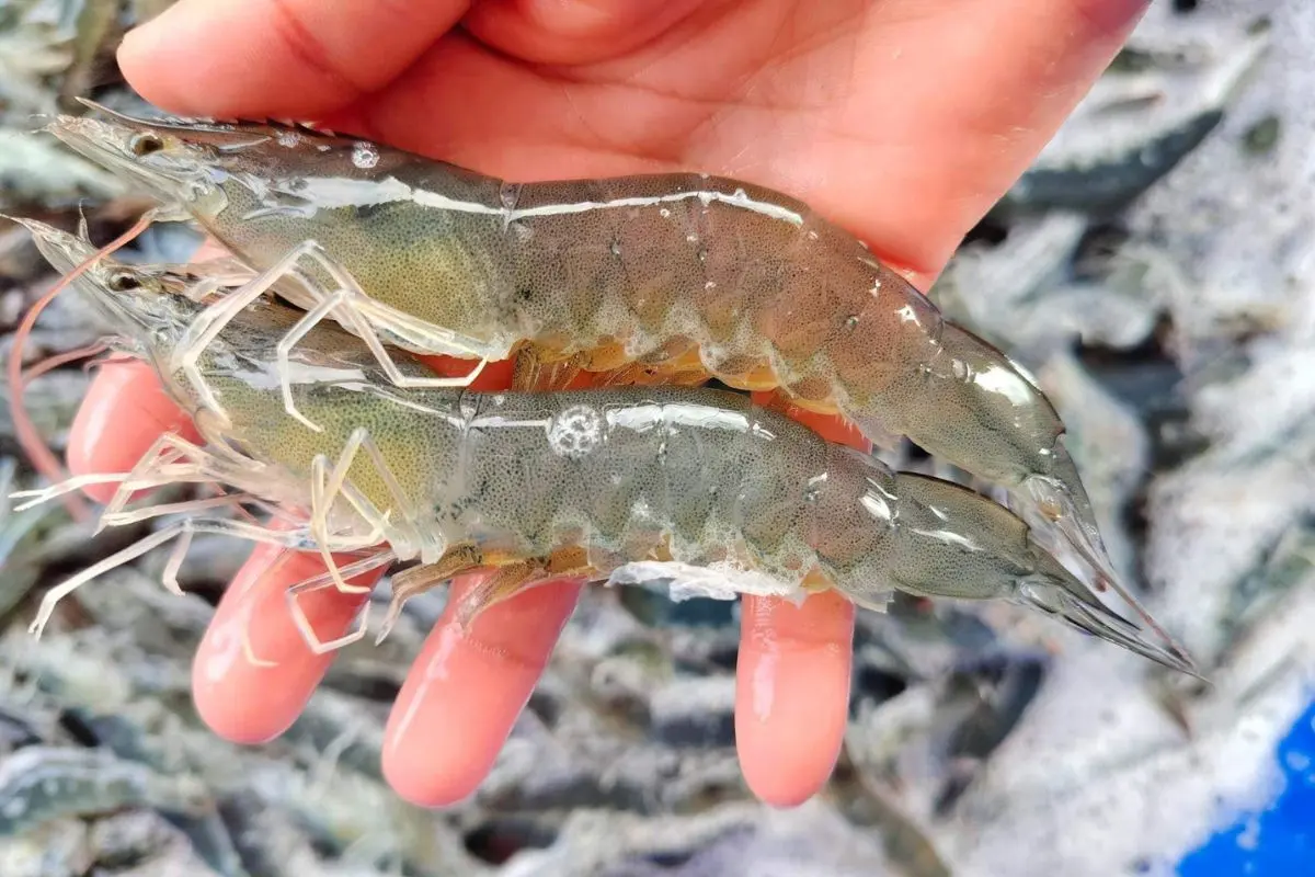 Tom_the_5_1701831602