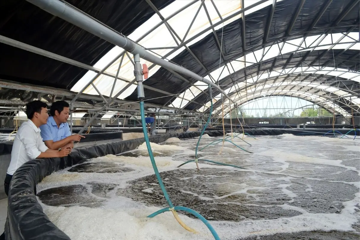 keo_mai_nuoi_tom_1701747322