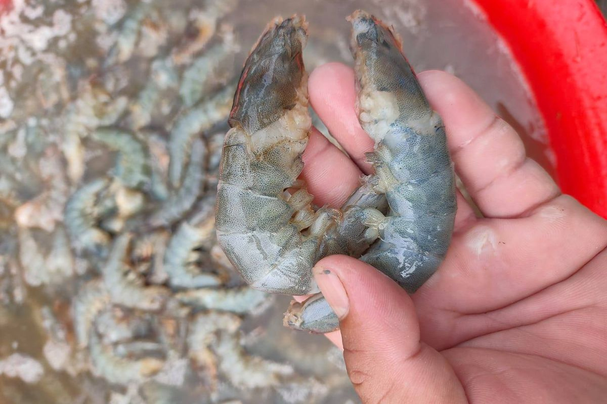 tom-rot-day_1703128581