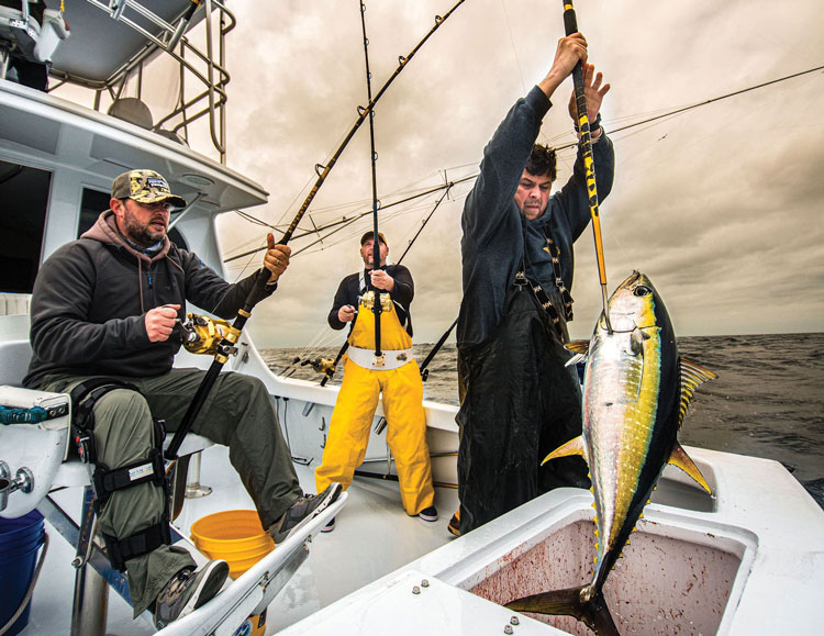 Cá ngừ vây vàng