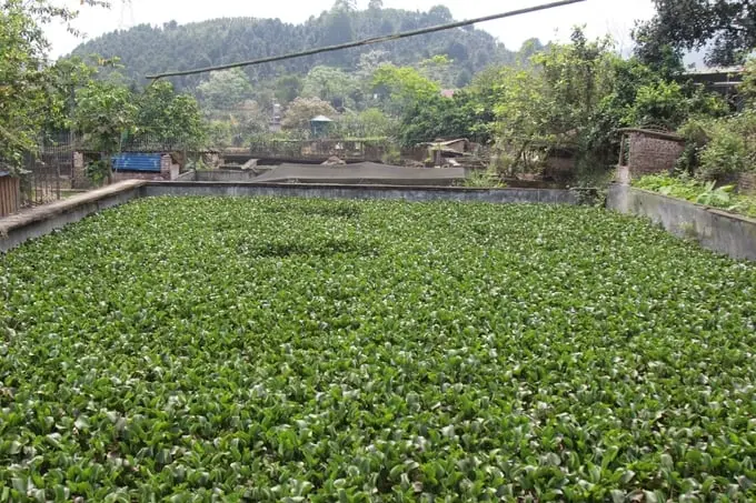 Bể nuôi ba ba tại thôn Văn Hưng