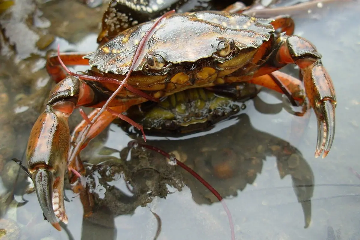 ao-nuoi-cua-1_1716262226