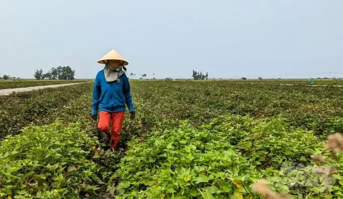 Người phụ nữ đi giữa ruộng khoai lang bên phá Tam Giang