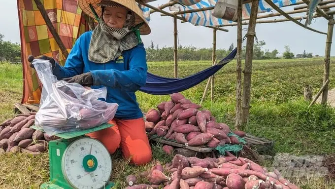 Khoai lang được khách ưa chuộng với giá 15.000 đồng/kg