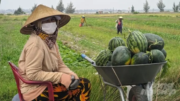 Dưa hấu bên đường ở vùng cát ven phá Tam Giang