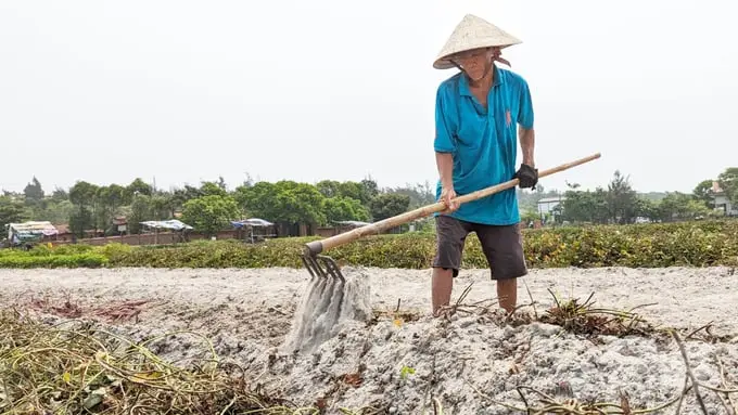 Ông Hồ Long thu hoạch khoai lang bên phá Tam Giang