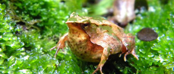 Ếch Chile Darwin