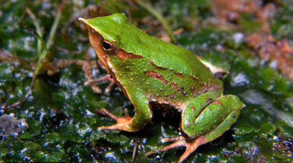 Ếch nhỏ trên cành cây