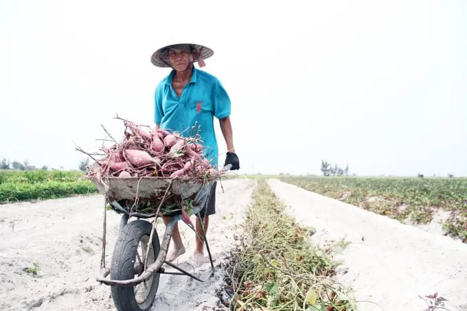 Mùa thu hoạch khoai lang bên phá Tam Giang