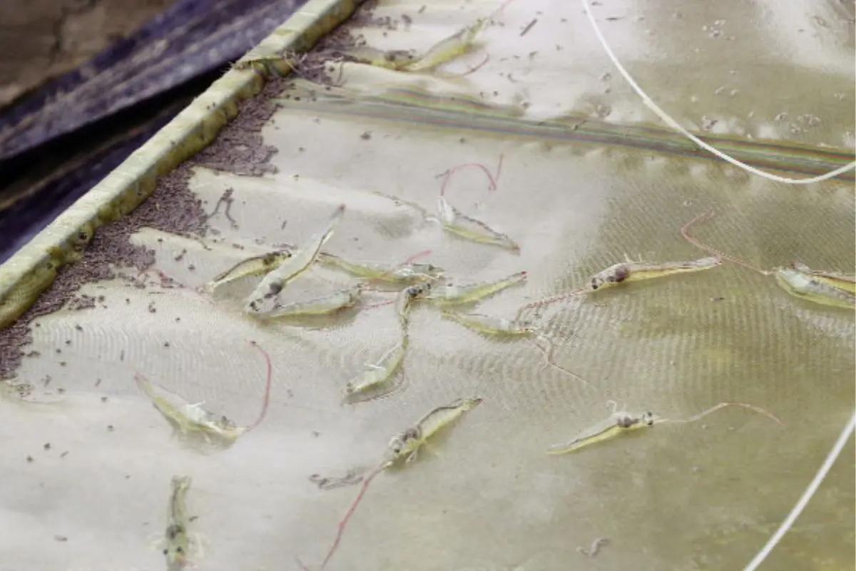 nha-tom_1716689469-1