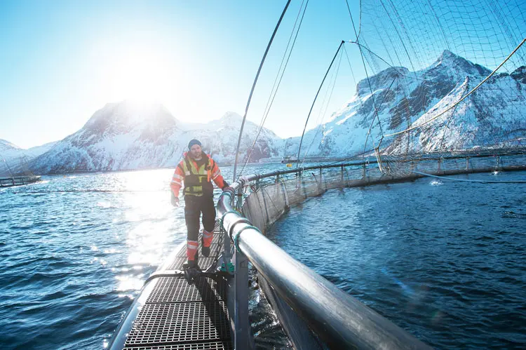 Nghiên cứu cá hồi Na Uy