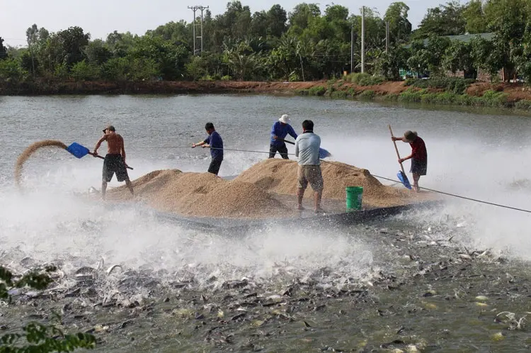 nuoi-ca-tra-mo-hinh-lon