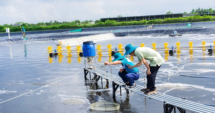 quy-trinh-chuan-bi-ao-nuoi-tom