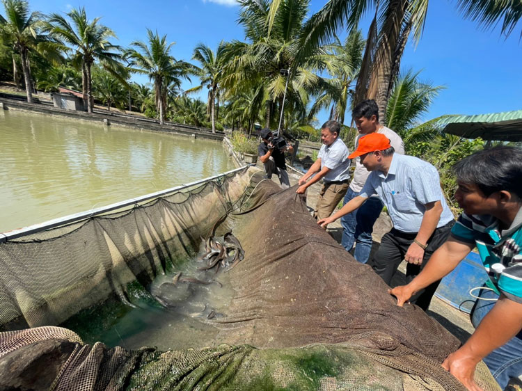 thu-hoach-tom-cang-xanh