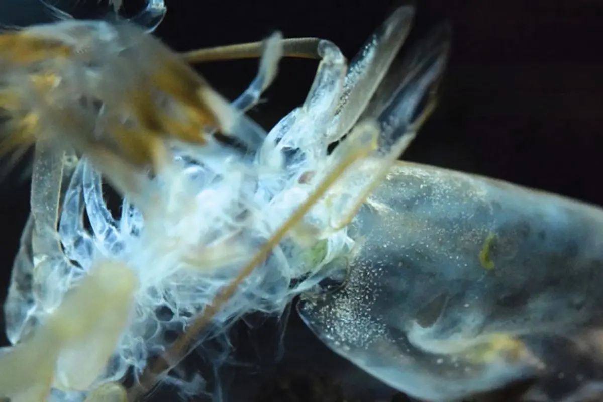 Quá trình lột xác của tôm