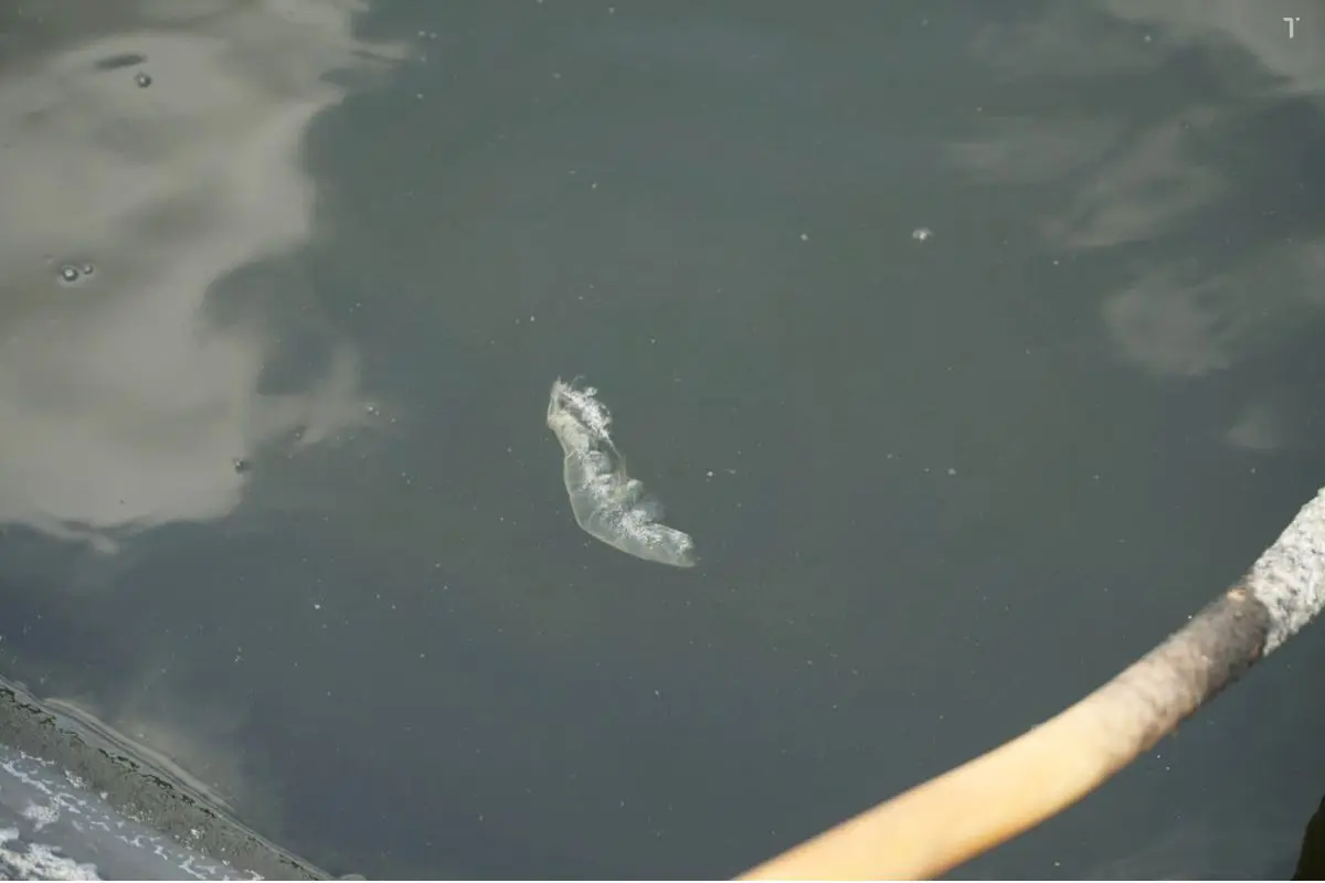 Quá trình lột xác của tôm